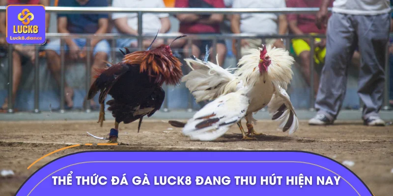 Loạt thể thức đá gà LUCK8 đang thu hút hiện nay
